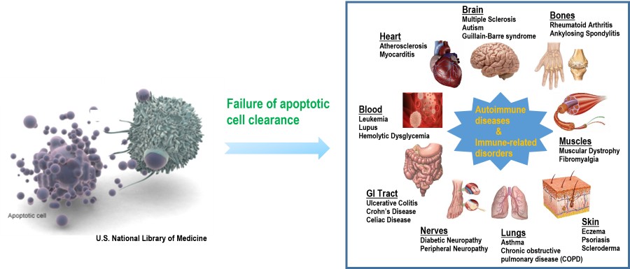 apoptotic cell celarance