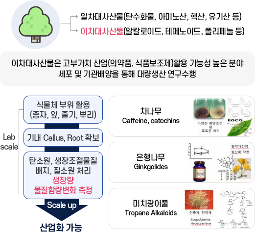 일차대사산물(탄수화물, 아미노산, 핵산, 유기산 등) / 이차대사산물(알칼로이드, 테페노이드, 폴리페놀 등) 이차대사산물은 고부가치 산업(의약품, 식품보조제)활용 가능성 높은 분야 세포 및 기관배양을 통해 대량생산 연구수행