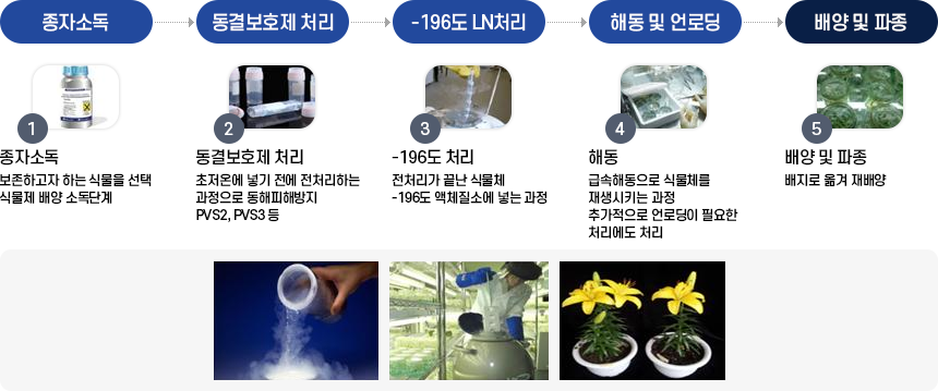 종자소독 > 동결보호제 처리 > -196도 LN처리 > 해동 및 언로딩 > 배양 및 파종