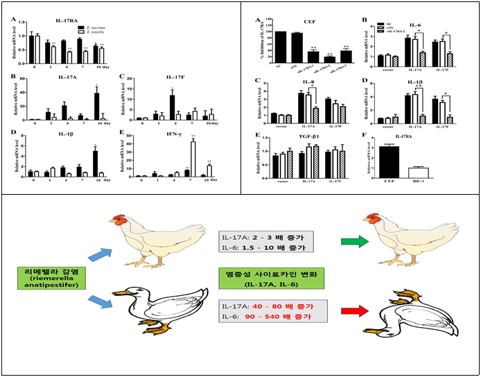 닭에서 염증성 반능을 일으키는 면역반능에 대한 연구 : 자세한 내용은 위 내용 참고바랍니다.